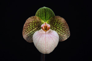 Paphiopedilum Fanaticum Concerto AM AOS 82 pts